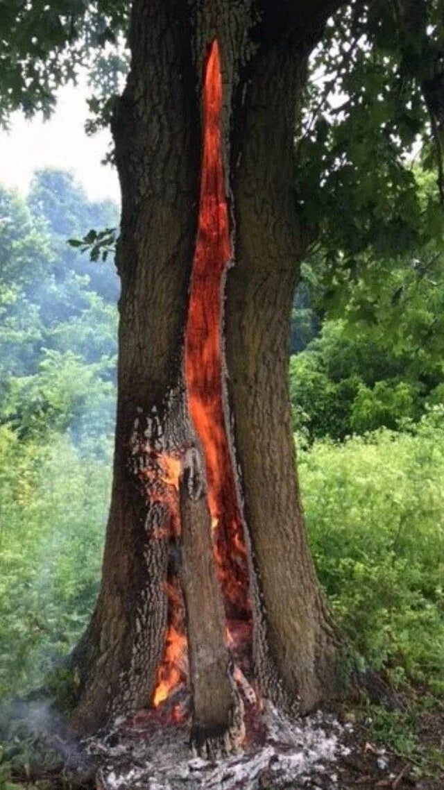 This is what the inside of a tree looks like in places where branches form. 2022