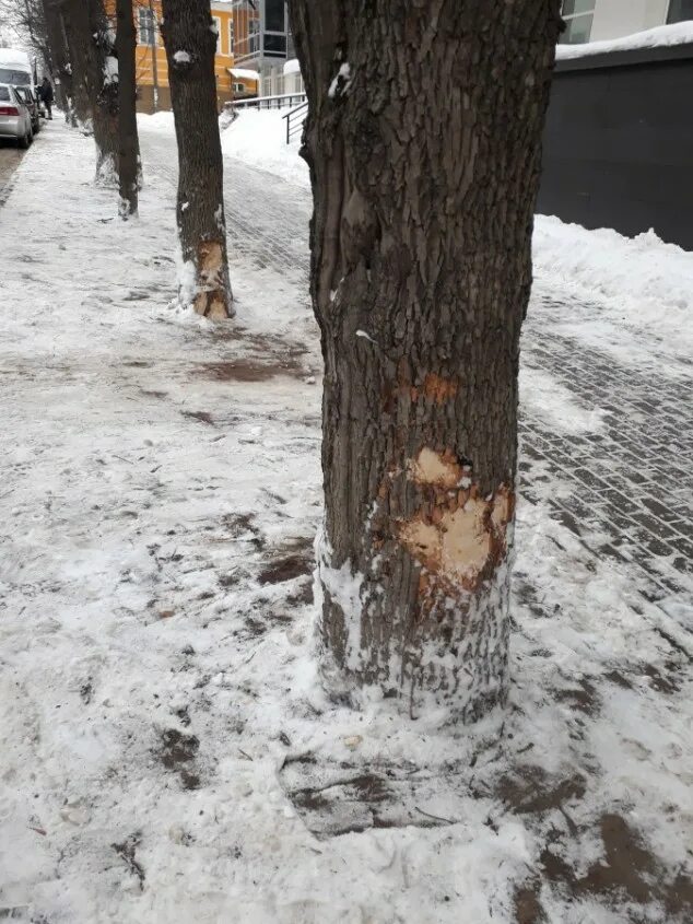 Портят деревья. Снегоуборочная техника повреждает деревья. Дерево и снег вокруг. Утоптать снег вокруг яблони. Испорченные деревья на улицах Перми.