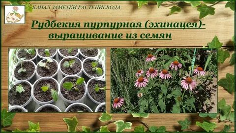 Эхинацея семенами на рассаду
