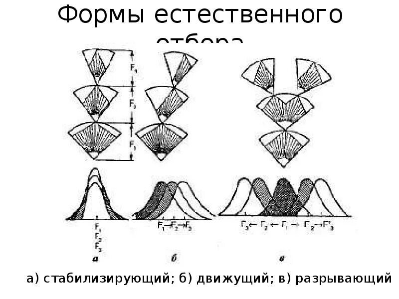 Среднее значение признака стабилизирующей формы отбора. Среднее значение признака стабилизирующей формы отбора