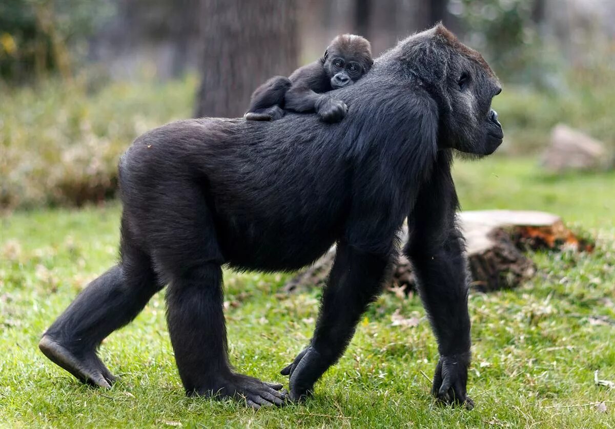 Gorilla animal. Горилла, самка. Горилла и шимпанзе. Горилла кросс Ривер. Горилла, самец.
