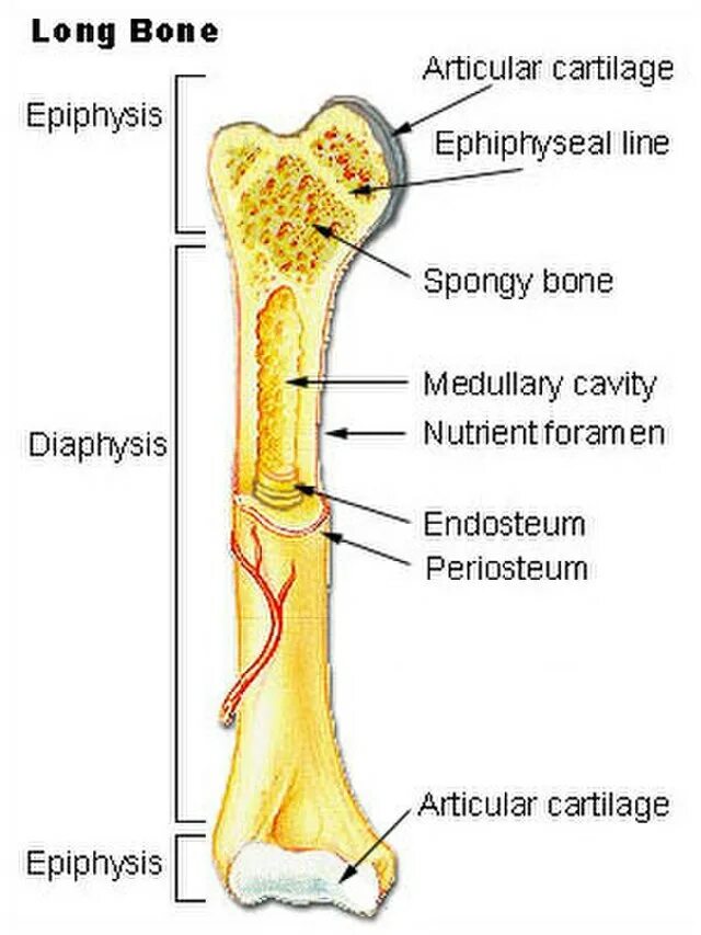 Long bone. Диафиз трубчатой кости. Диафиз и эпифиз большеберцовой кости. Строение трубчатой кости эпифиз диафиз. Эпифиз диафиз метафиз кости.