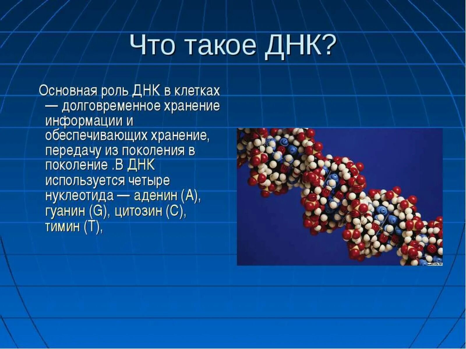 Днк это какие данные. Роль ДНК. Биологическая роль ДНК. ДНК сообщение.