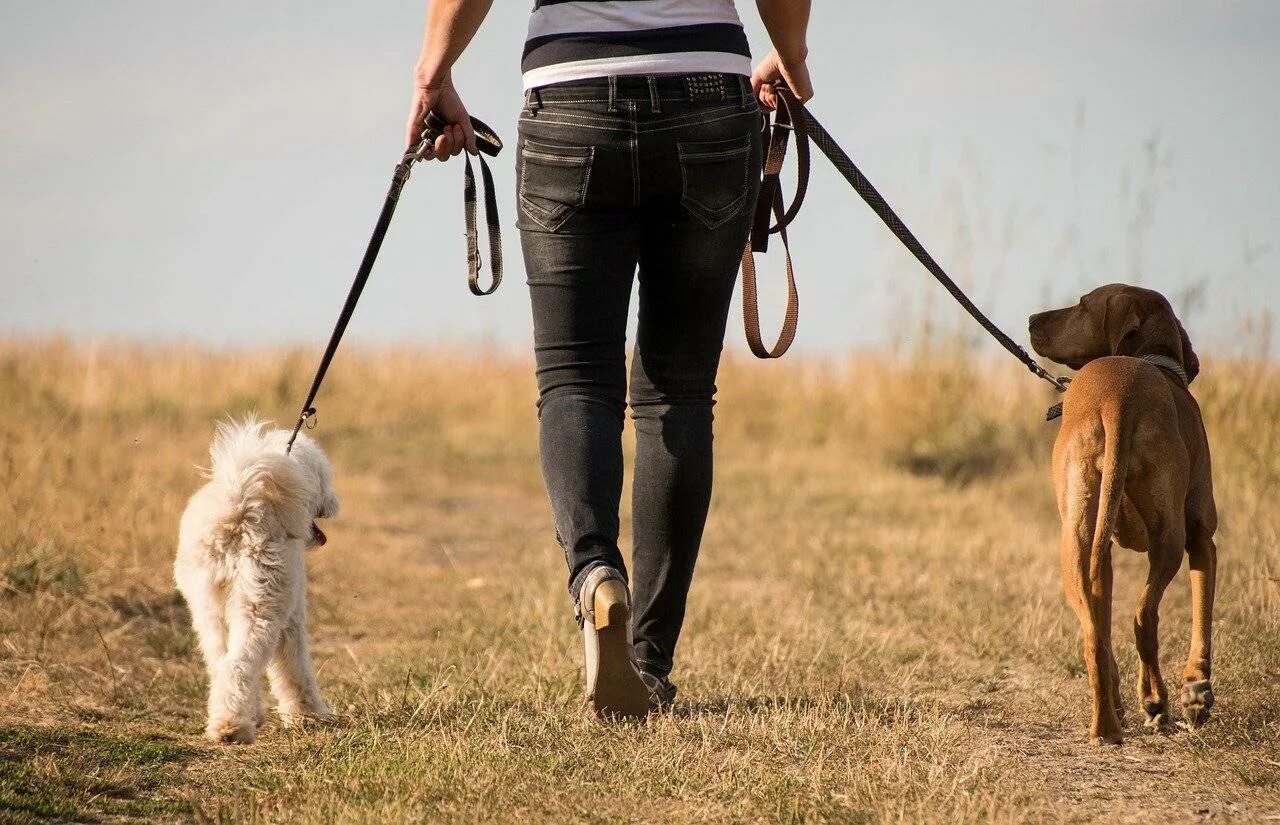 Сколько нужно выгуливать собаку. Прогулка с собакой. Собака с хозяином на прогулке. Поводок для собак.