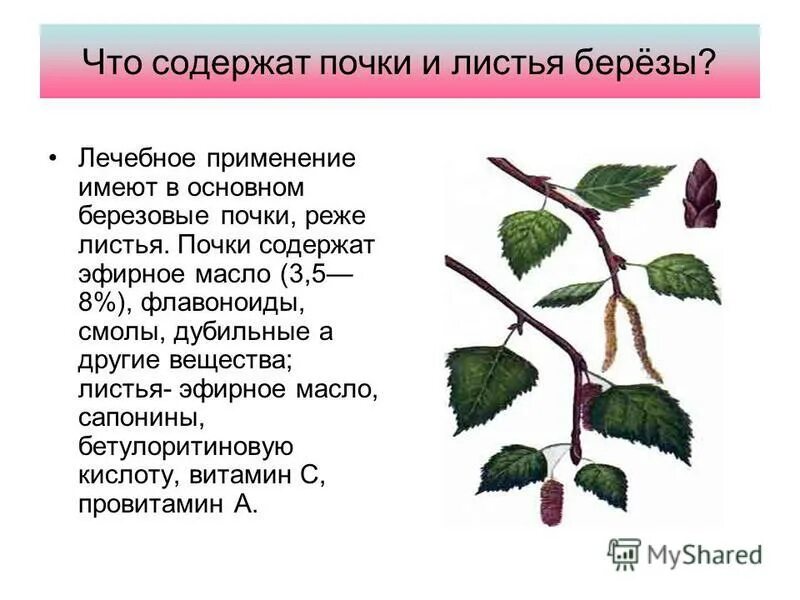 Береза какое вещество. Береза повислая почки. Береза повислая листья. Береза повислая лекарственные препараты. Свойство лист береза повислая.