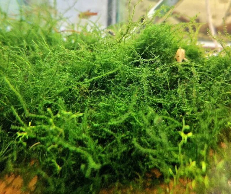 Bubble). Мох бабл. Мох queen аквариумный. Мох бабл- moss. Thamarassery/ мох тамарассер.
