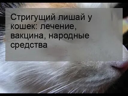 Лечение лишая у кошек препараты