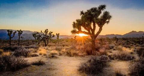 High desert 2