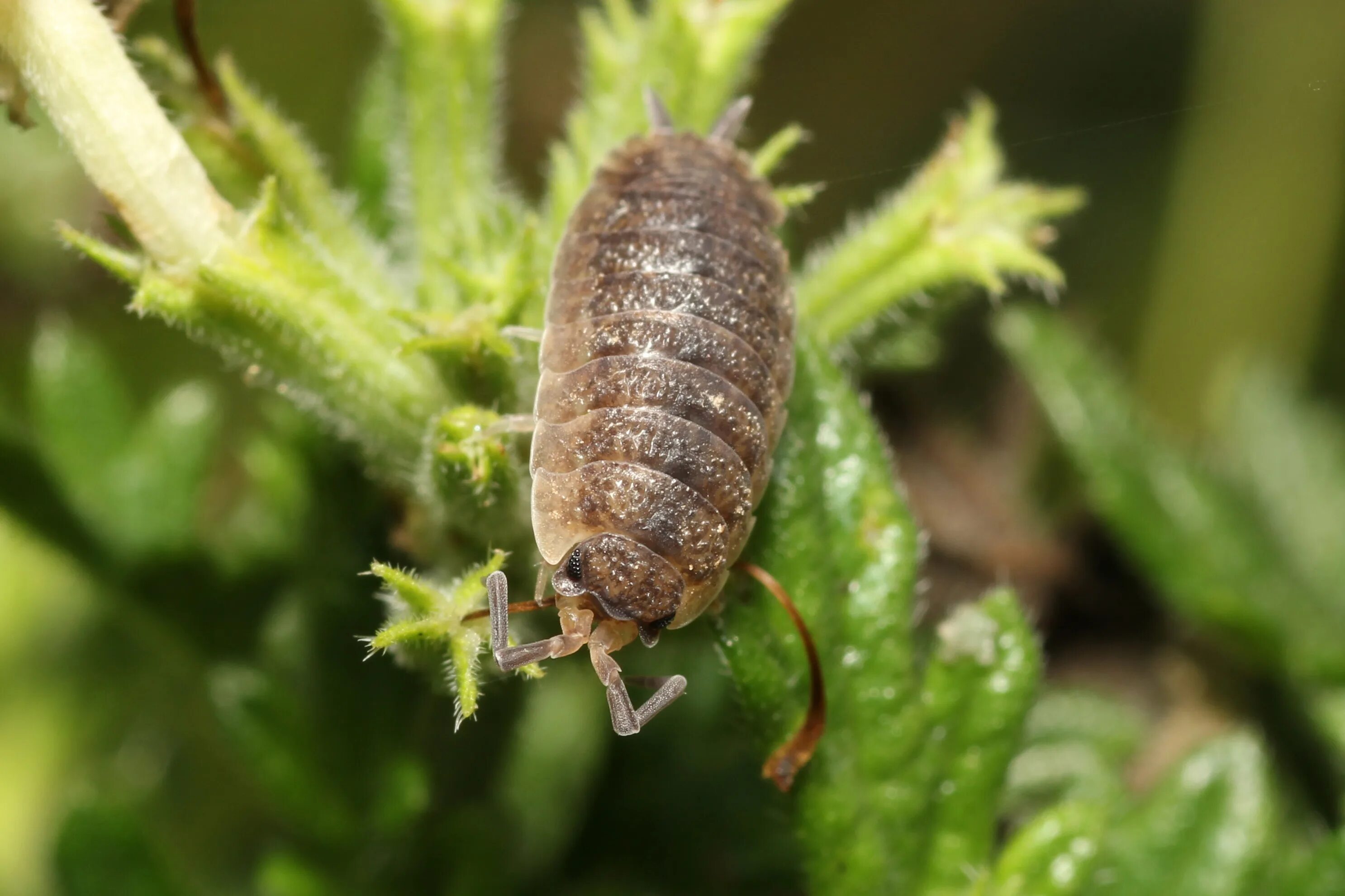 Мокрицы Porcellio. Гусеница мокрица. Личинка мокрицы. Мокрица улитка.