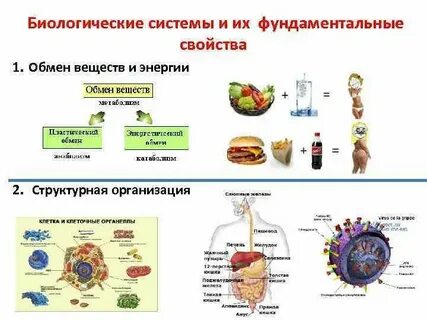 Т система биология