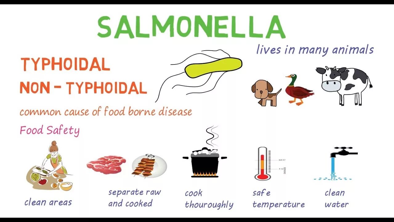 Variety is the of life. Сальмонелла. Сальмонеллез. Salmonellosis Prevention. Salmonella виды.