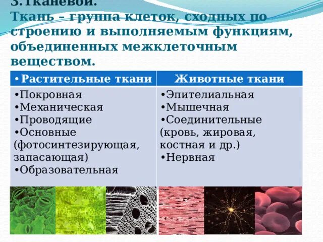 Группа клеток организма выполняющих