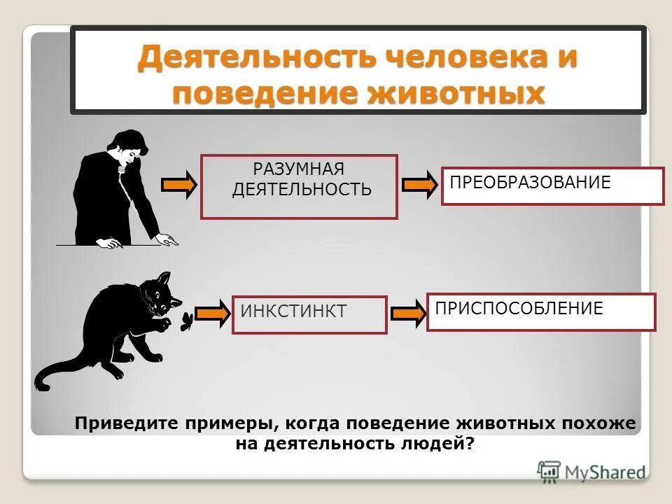 Что отличает человека от поведение животных. Деятельность человека. деятельность животных и деятельность человека. поведение животного. поведение человека и животных.