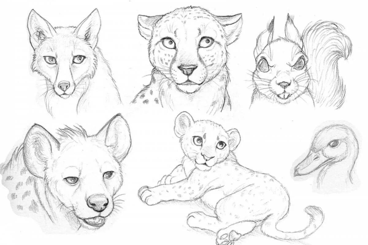 Рисунки животных карандашом. Рисунки для срисовки животные. Животные для срисовки карандашом. Рисунки карандашом зверки. Животные рисунки легко нарисовать