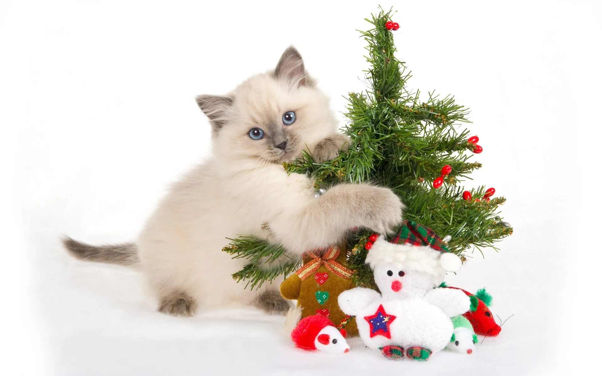 Котенок. Новогодние котят. Коты в новогодних шапках. Новогодние картинки на рабочий стол. Новогодние котят.