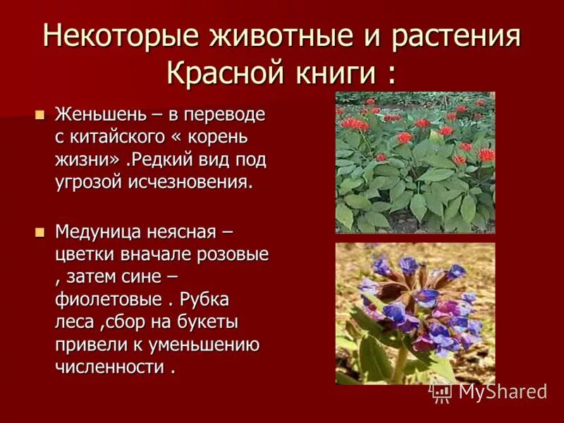 Сообщение растения и животные красной книги россии