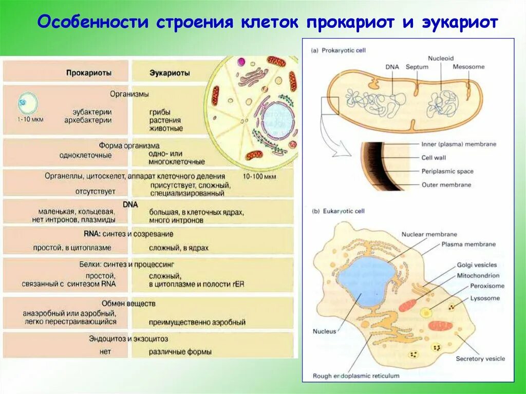 Эукариоты особенности строения. Особенности строения прокариот и эукариот. Характеристика прокариот и эукариот. Особенности строения Гена эукариот и прокариот.