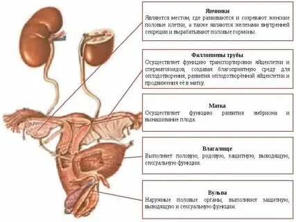 Нерегулярная половая