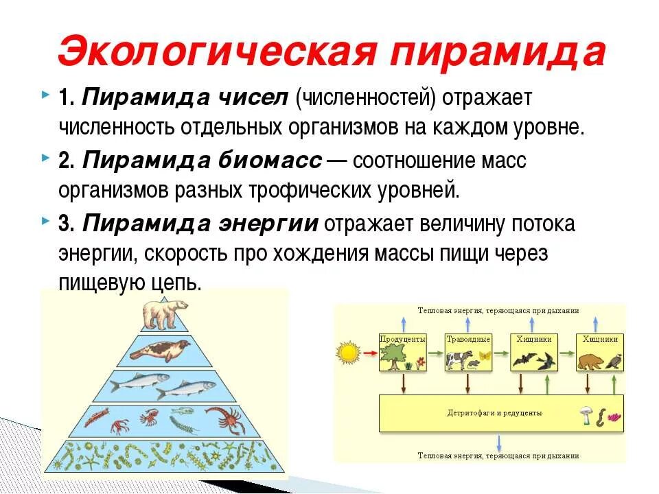 Количество трофических уровней в пищевой цепи. Экологические пирамиды пирамида энергии. Экологическая пирамида биомассы. Трофический уровень экологической пирамиды. Экологическая пирамида биомассы Перевернутая.