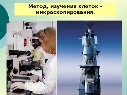 Исследования клеток
