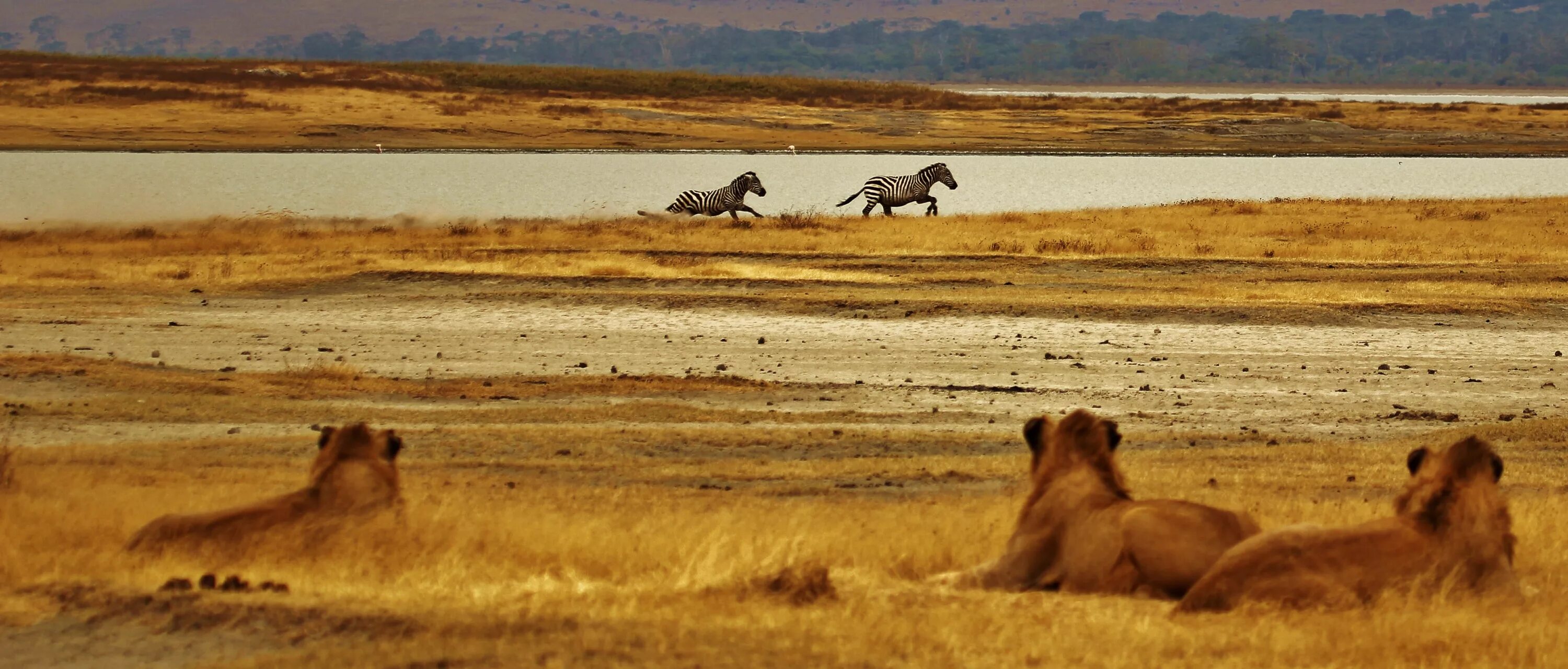 Каждое утро в африке. Саванна Танзании львы. Сафари Танзания панорама. Национальный парк Серенгети. Дикая жизнь Серенгети (2009).