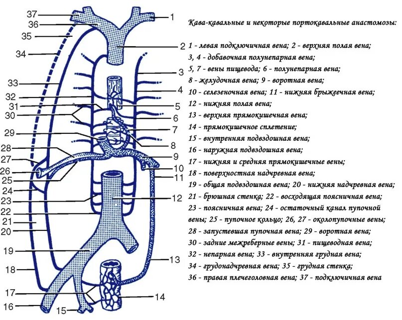 Верхняя полая Вена анатомия схема. Схема систем верхних полых вен. Система воротной вены и нижняя полая Вена. Верхняя и нижняя полая Вена анатомия схема.