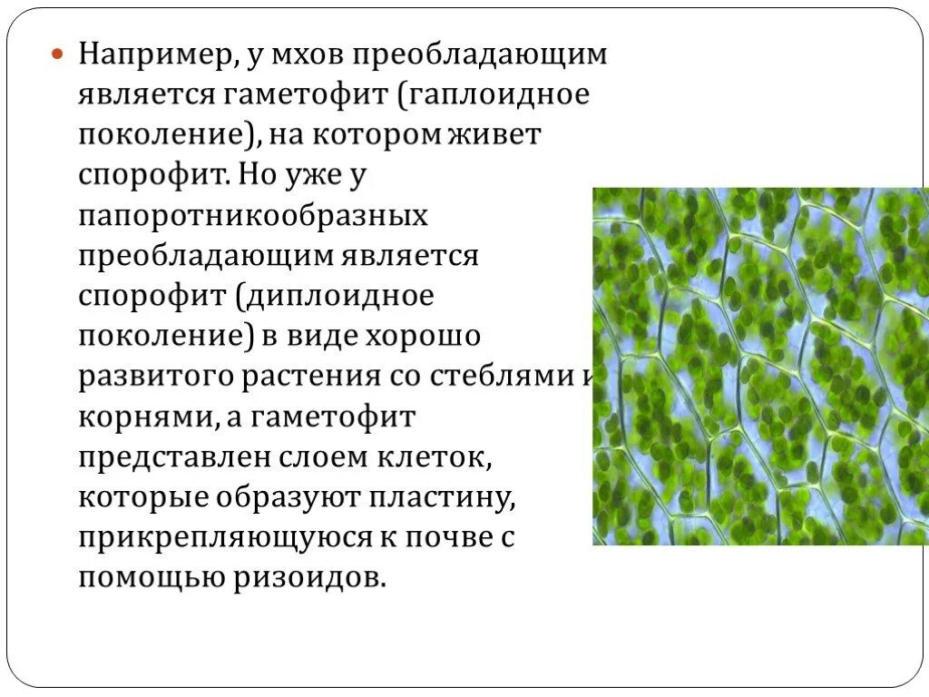 Моховидные преобладающее поколение. Гаплоидное поколение мхов. Преобладающее поколение у мхов. Гаплоидный гаметофит у мхов.