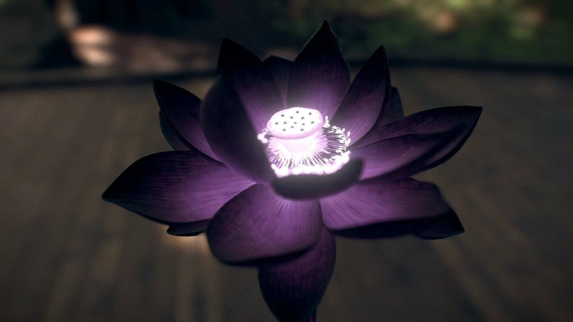 Загадочный лотос. Черный Лотус растение. Black Lotus (черный Лотос). Черный Лотос 2023. Глок черный Лотос.