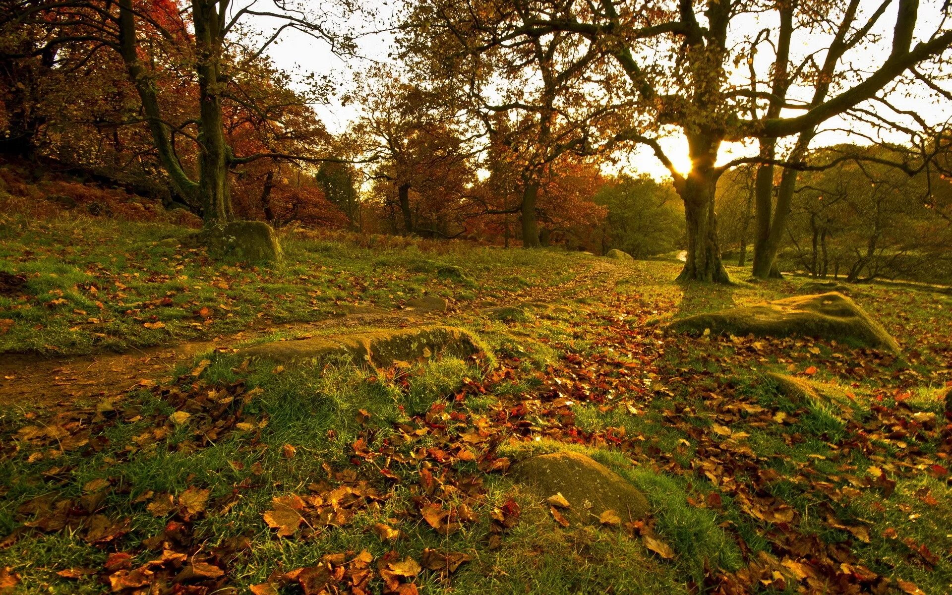 Fallen forest
