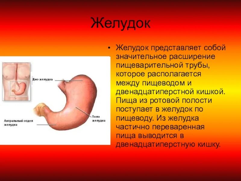 Пища в желудке человека находится. Желудок человека сообщение.