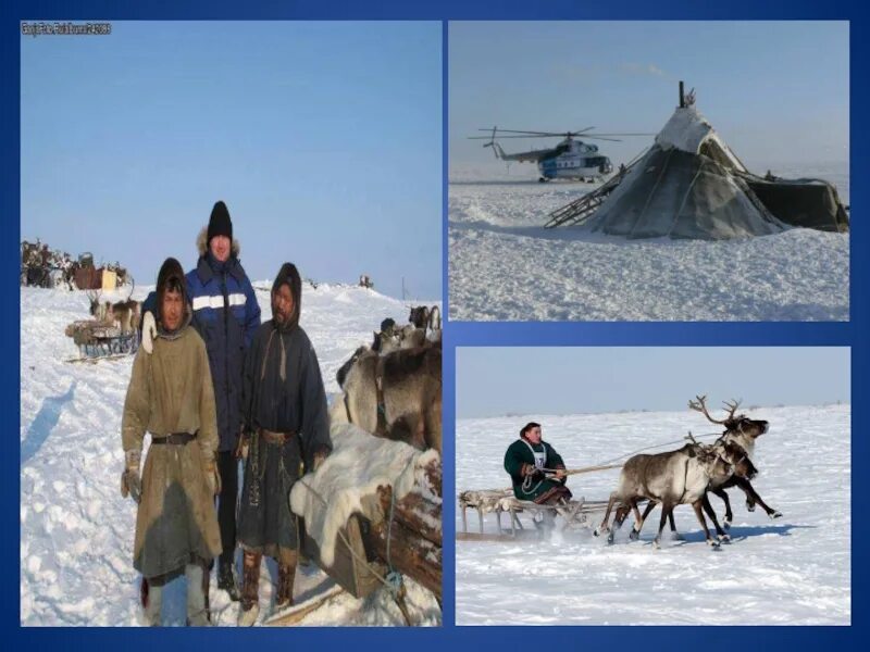 Коренные народы тундры в России. Коренные жители тундры в России. Занятия народов тундры. Тундра жители тундры.