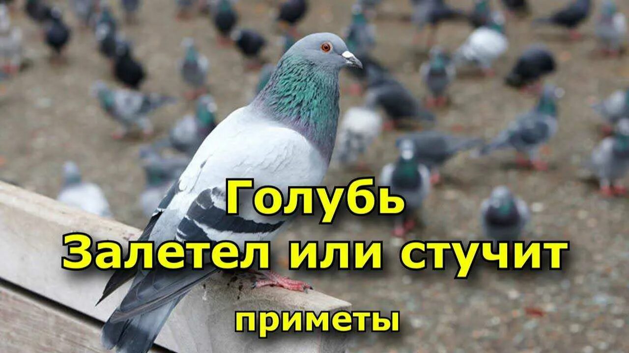 Приметы про голубей. Примета залетел голубь. Голуби Божьи птицы почему. Голубь влетел в окно примета. Голубь залетел в дом примета