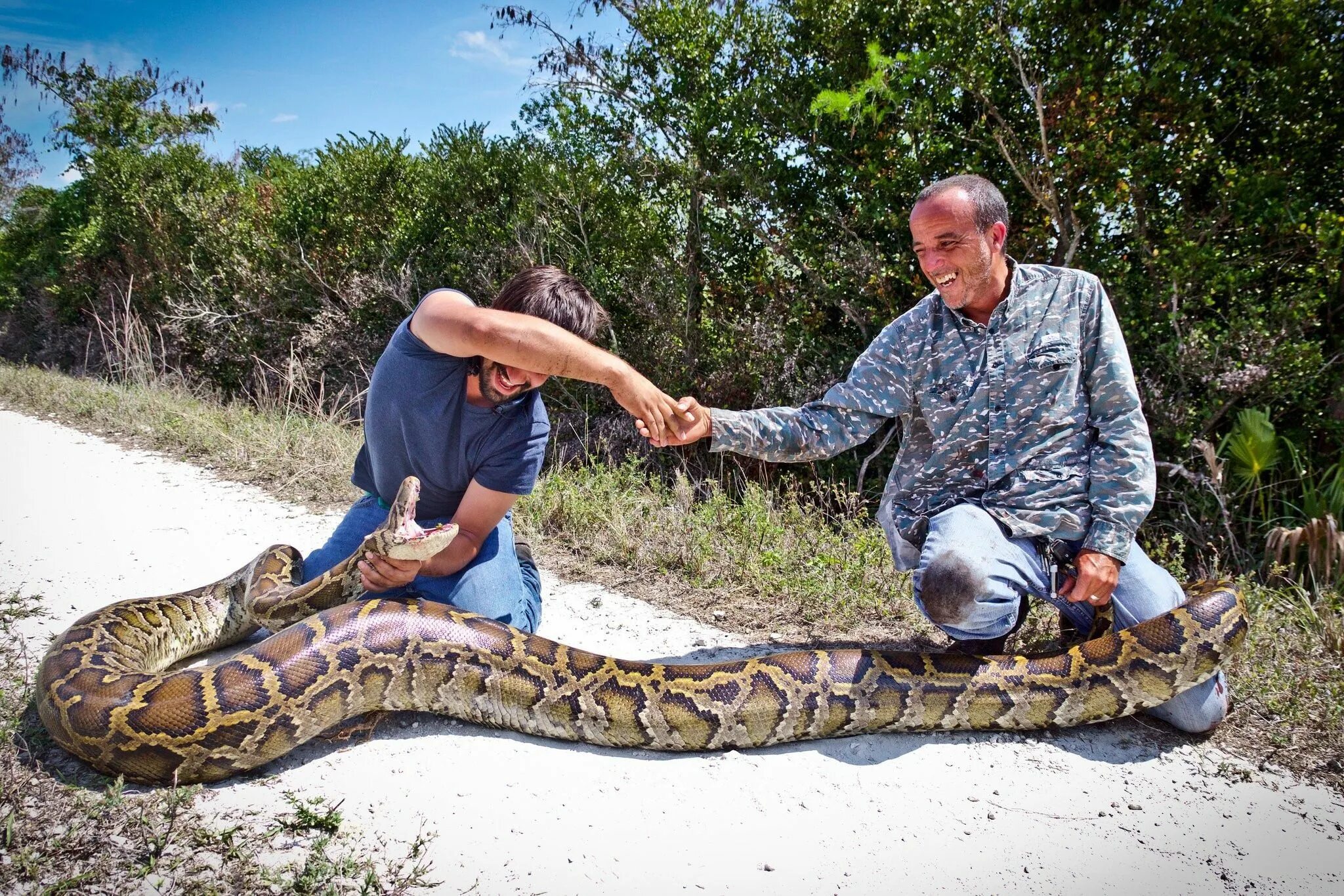 Видео самых больших змей. Тигровый питон Флорида. Сетчатый питон и Анаконда. Сетчатый и тигровый питоны.