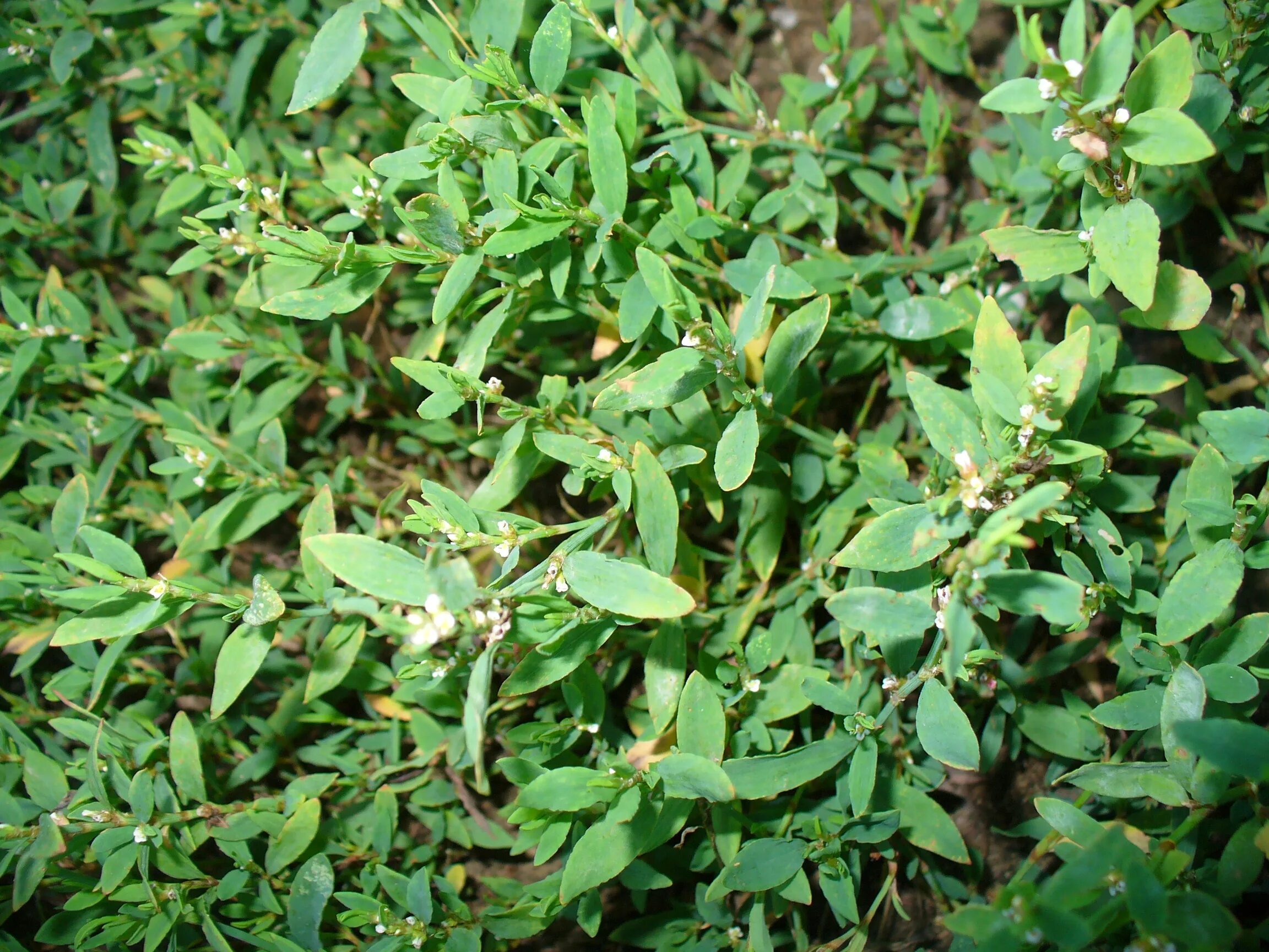 Горец птичий спорыш. Горец птичий (Polygonum aviculare). Спорыш птичий (Горец птичий). Горец спорыш.