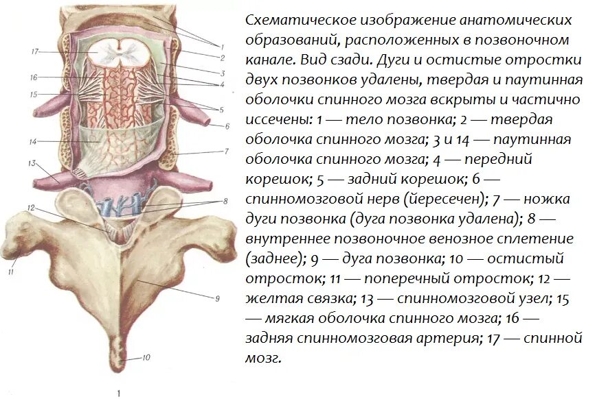 Тело и отростки расположены в спинном мозге. Расположение спинного мозга в позвоночном канале рисунок. Образование в позвоночном канале. Анатомические образования спинного мозга. Анатомические образование похвонков.