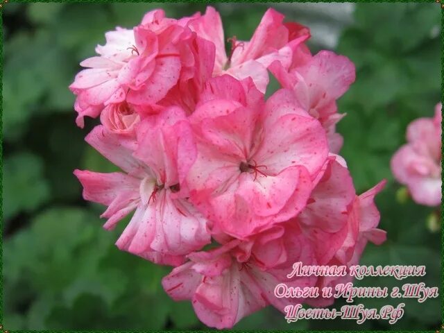 Пеларгония андромеда. Пеларгония сурвивор пинк батик. Ат кассиопея пеларгония. Пеларгония андромеда. Герань splendens.