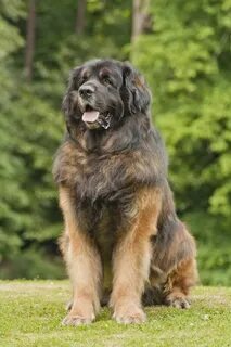 Large breeds
