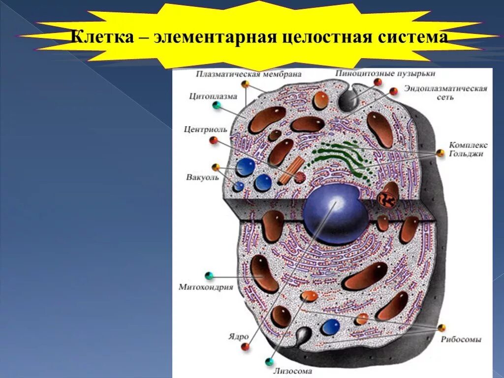 Живые организмы имеют клеточное строение. Клетка животного эукариот. Строение животной клетки эукариот. Строение живой клетки. Клеточное строение организмов.