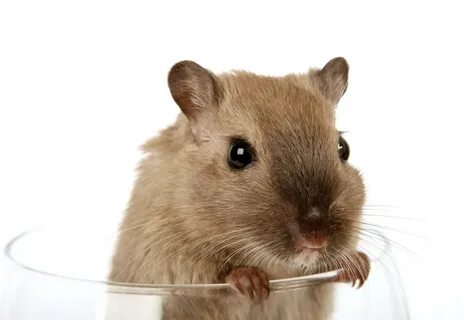 Network is overloaded hamster