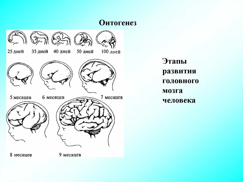 Развитие мозга возраст. Онтогенез головного мозга человека. Онтогенез головного мозга схема. Фронтальная схема развития головного мозга человека. Этапы развития головного мозга в онтогенезе.