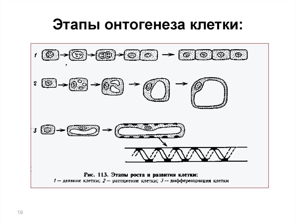 Формирование какой клетки человека изображено на рисунке. Этапы развития онтогенеза клетки. этапы онтогенеза клетки. онтогенез клетки растений фазы. стадии развития растительной клетки.