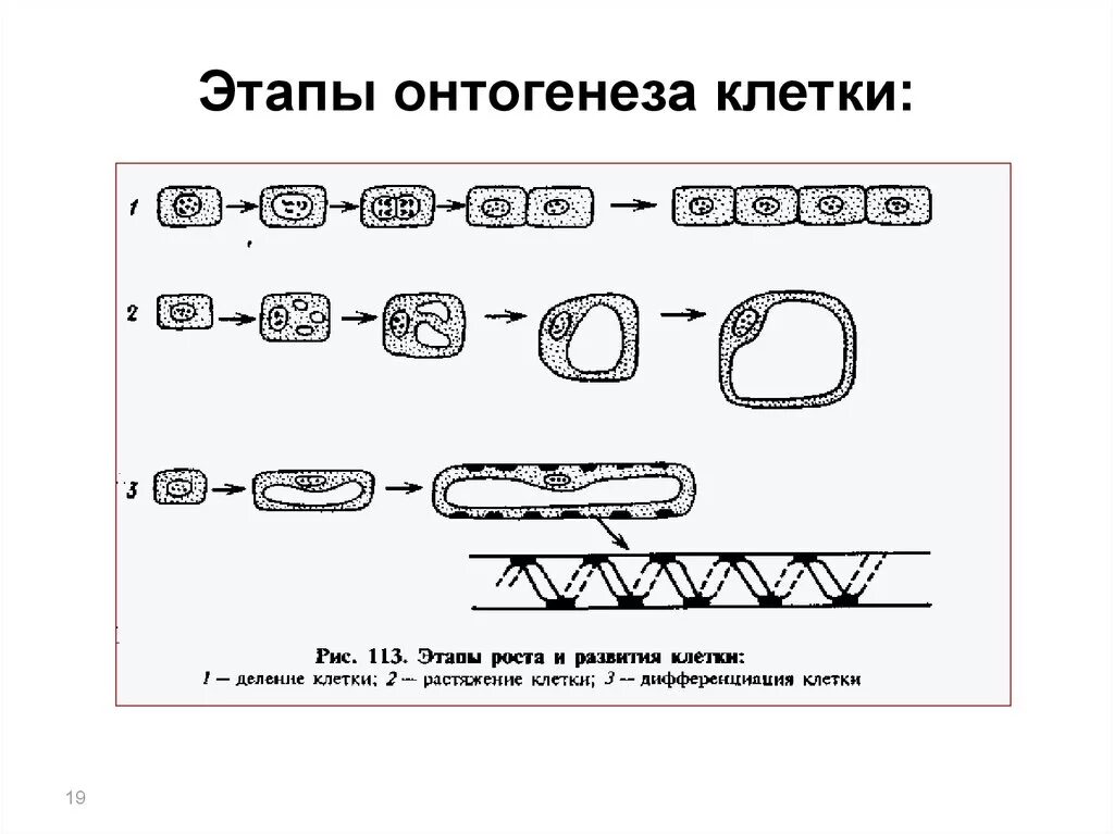 Фазы развития клетки. Этапы развития онтогенеза клетки. Этапы онтогенеза клетки. Онтогенез клетки растений фазы. Стадии развития растительной клетки.