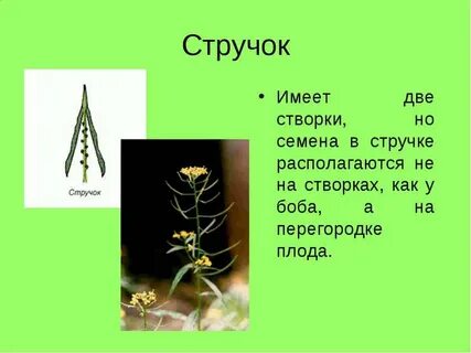 Плоды генеративные органы стручок органы растения стручок