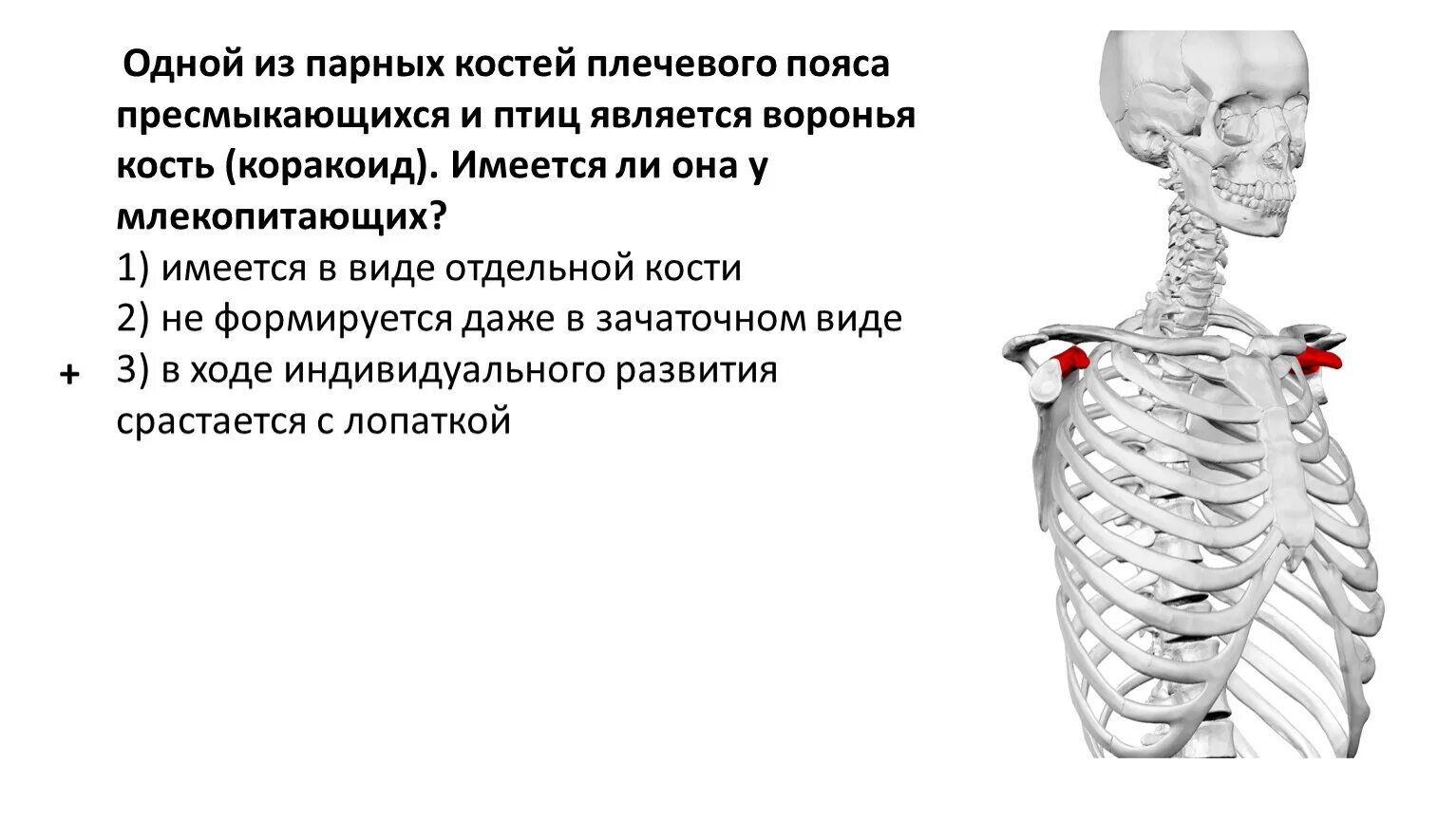 Где находится загрудина у человека фото. Кости плечевого пояса пресмыкающихся. Пары костей. Имеется коракоид и Грудина. Парной костью являются