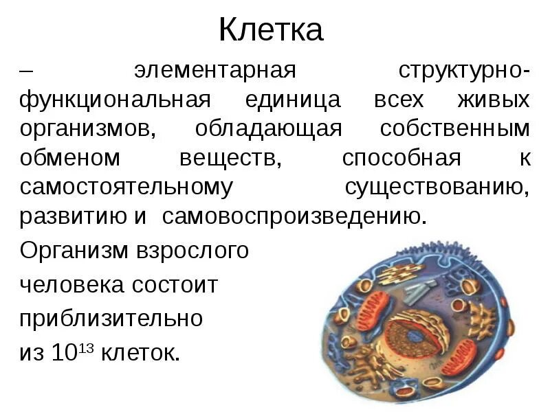 Основная единица живого. Клетка – элементарная единица строения и развития живого организма. Клетка структурно функциональная единица живого. Клетка структурная и функциональная единица организма 5. Клетка - структурная единица всех организмов.