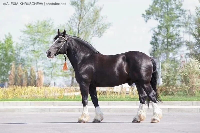 владимирский тяжеловоз порода. владимирский тяжеловоз порода. муромский тяжеловоз. порода коней владимирский тяжеловоз. владимирская тяжеловозная порода лошадей.