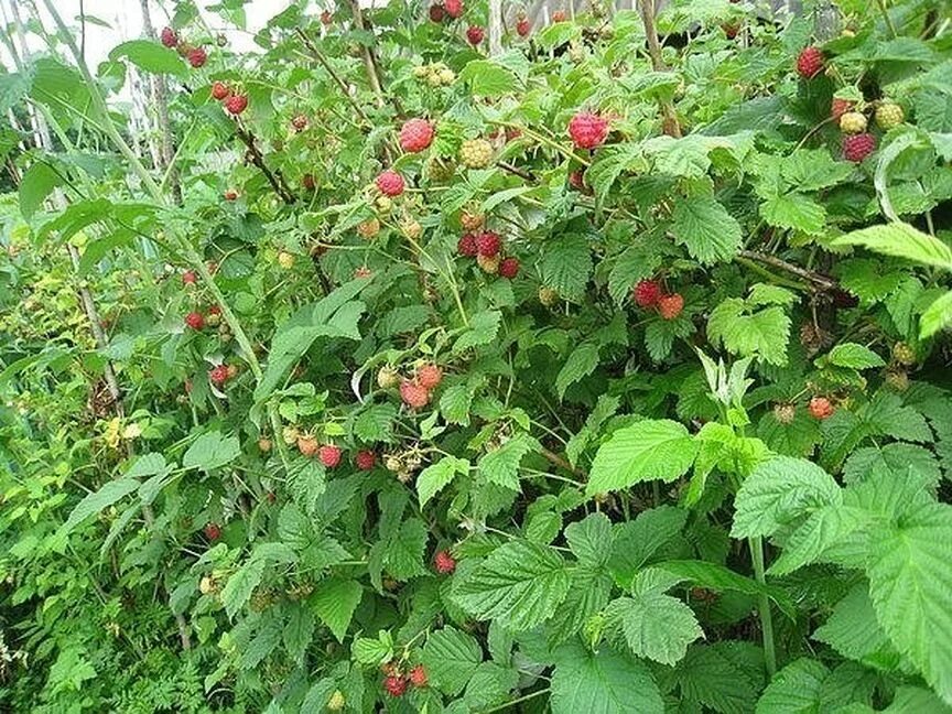 Места где растет малина. Места где растет малина. Малина rubus idaeus. Куст малины огород. Куст дикой малины.
