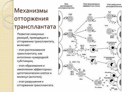 Иммунные аспекты