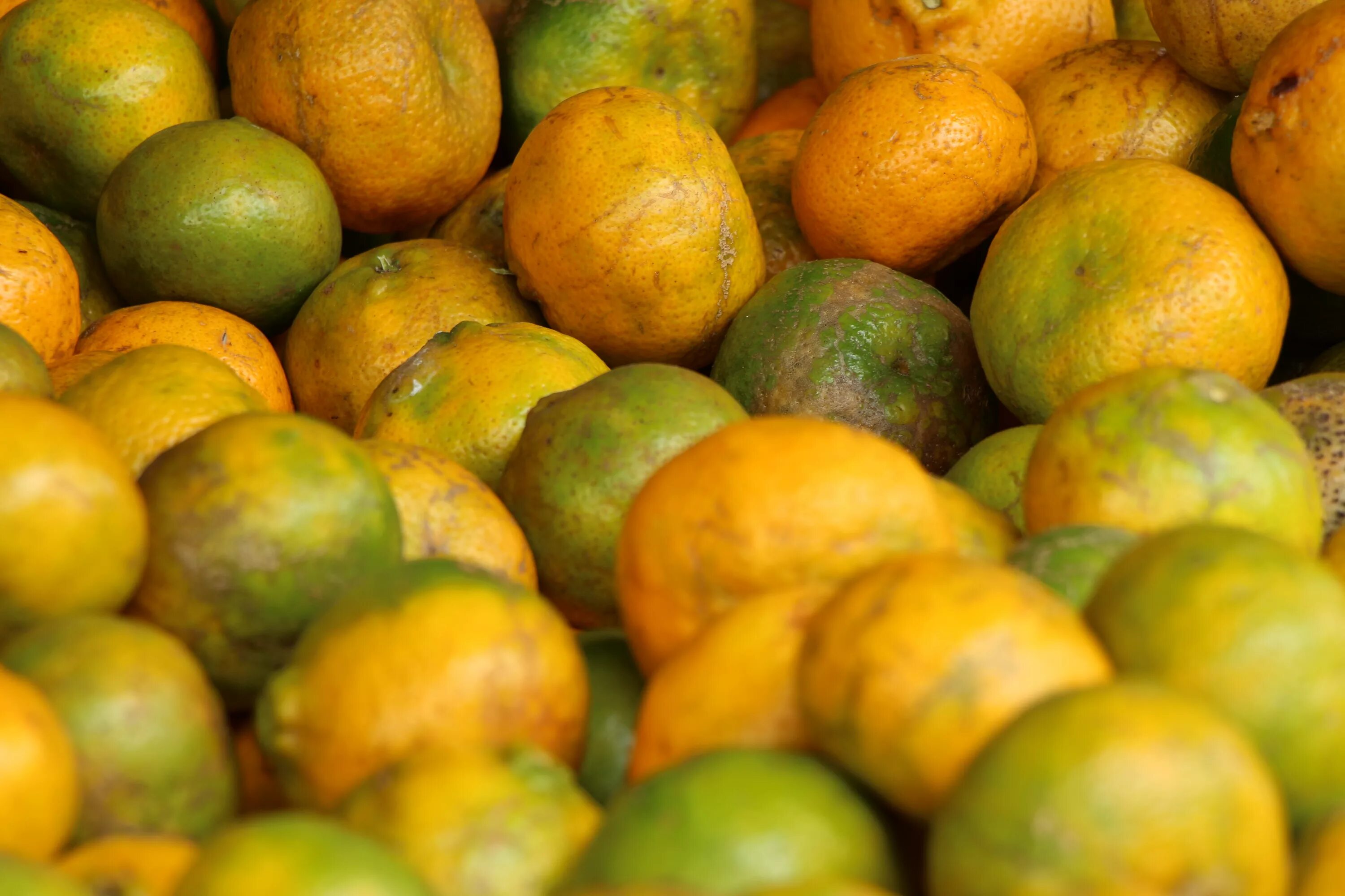 Фрукты шри ланки. Цитрусовые в Бразилии. Бразильские фрукты. Оранжевый фрукт Шри Ланка. Неспелый апельсин.