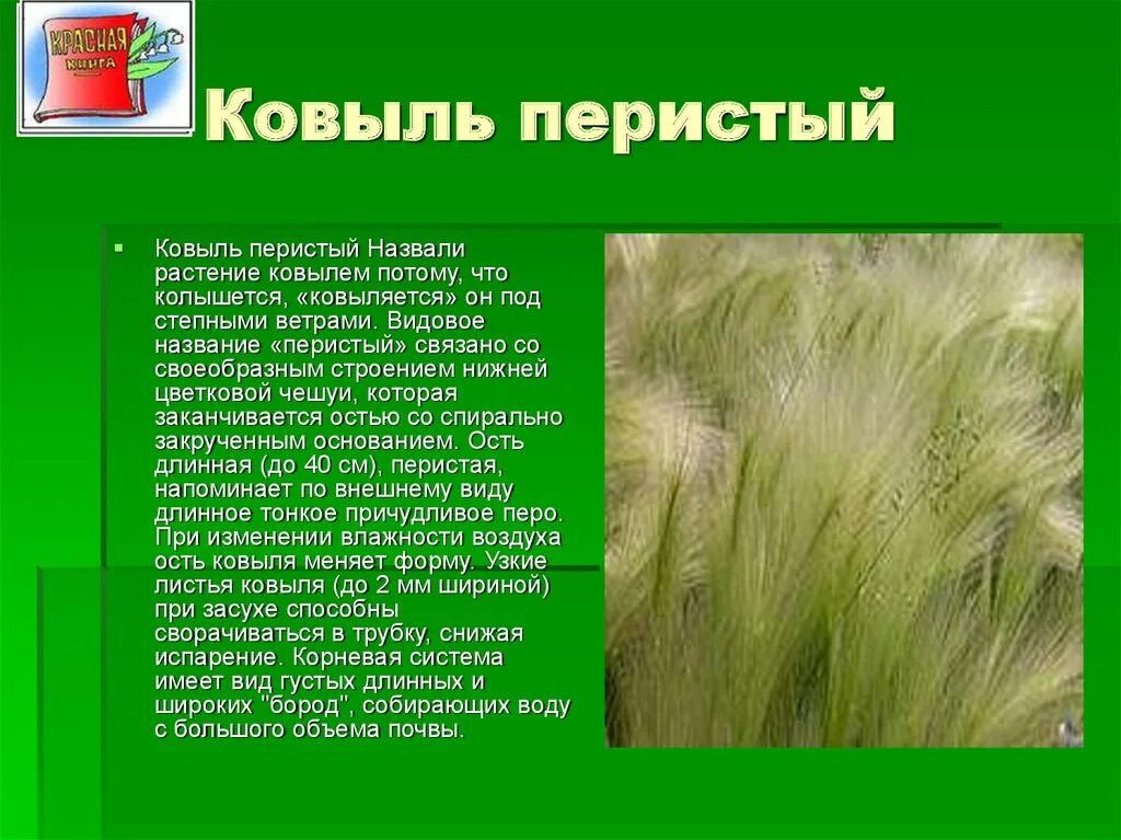 Соответствующее название ковыля. Ковыль перистый красная книга. Ковыль перистый (Stipa pennata).